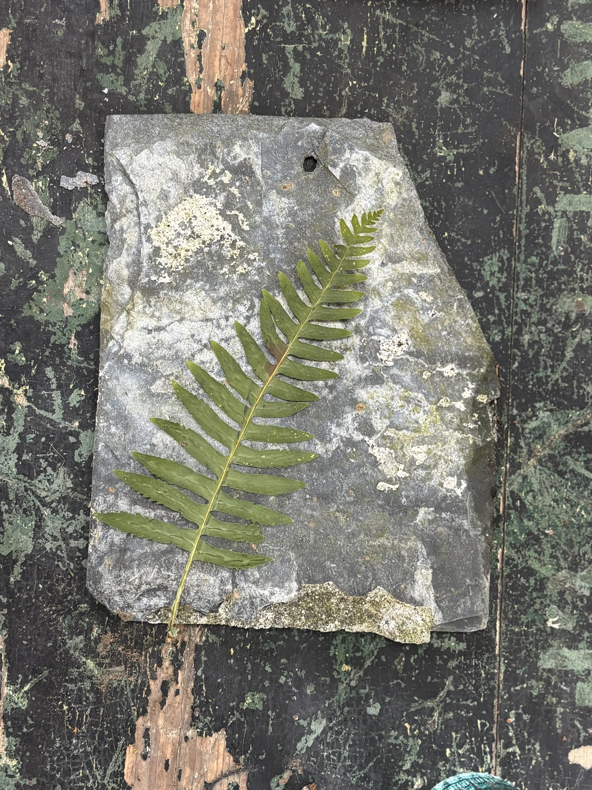 A green fern leaf resting on a weathered gray stone block with a hole near the top, placed on a worn, dark green and black wooden surface.