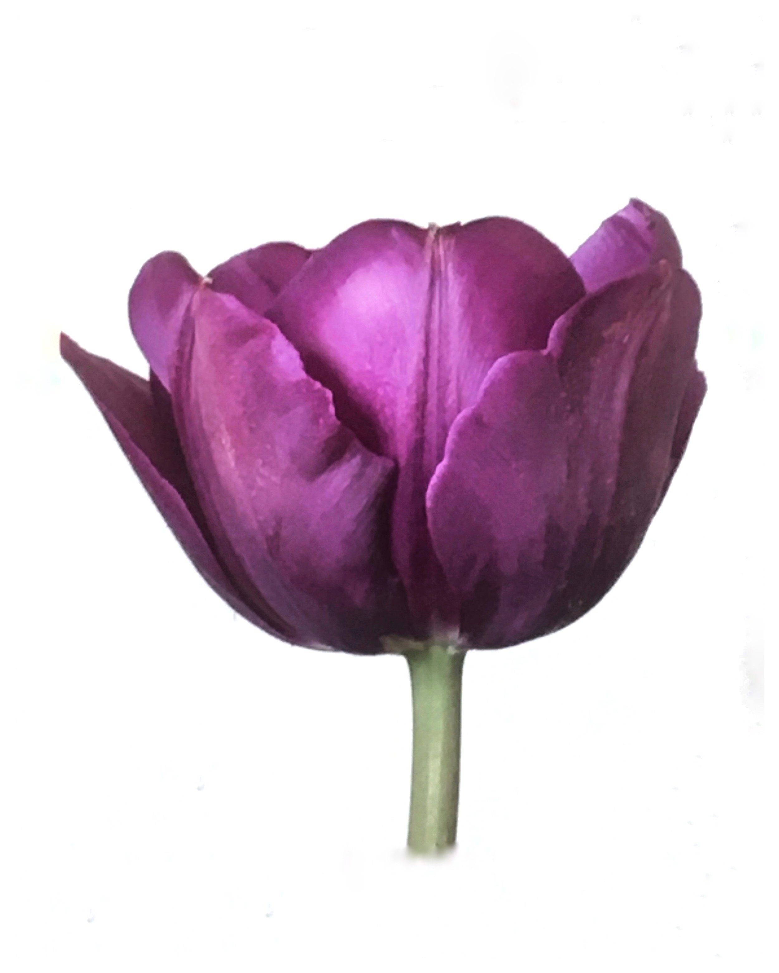 drawn and painted purple tulip