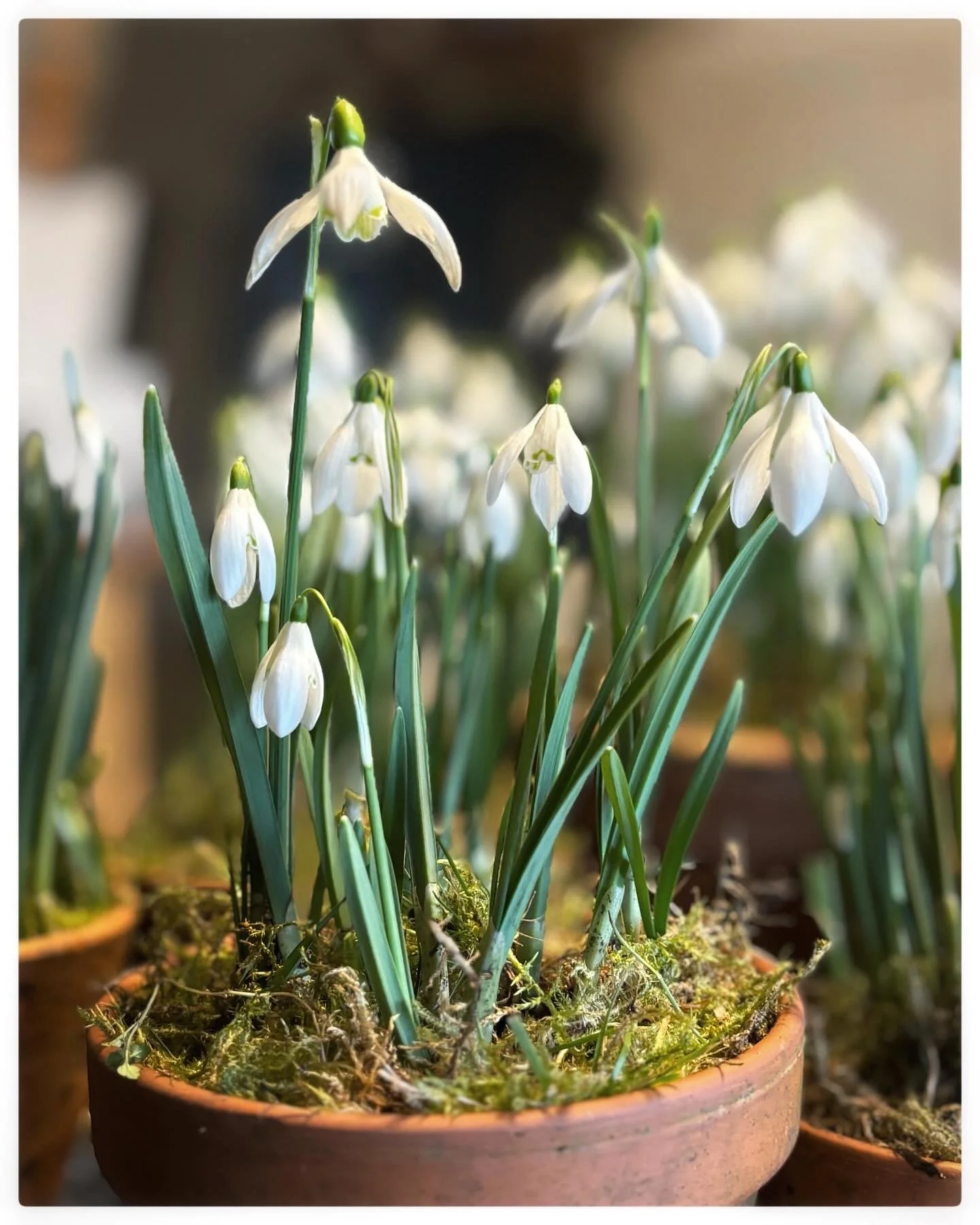 Snowdrop Art Day with Jackie Mills the Botanical Sketch Club