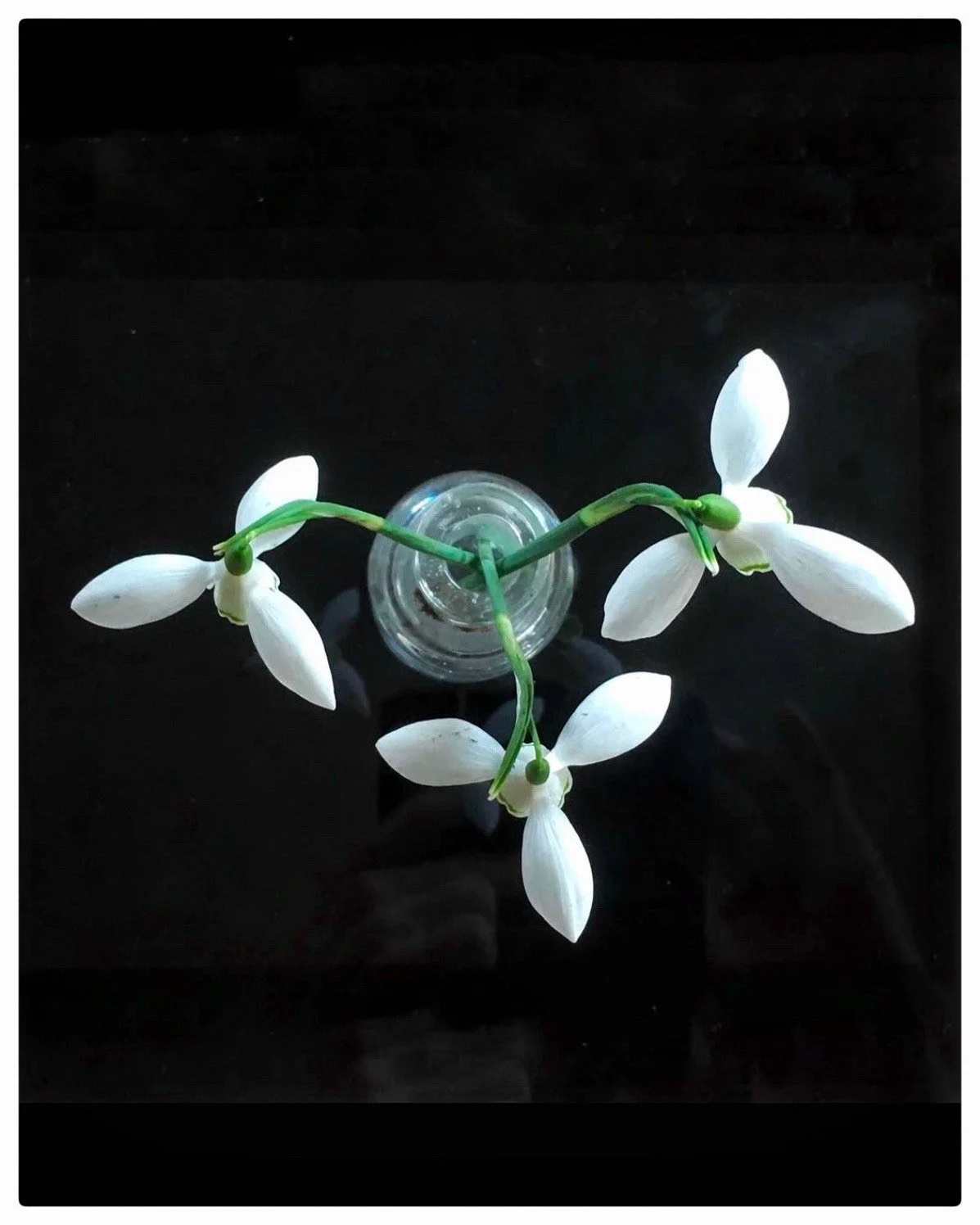 Snowdrop Art Day with Jackie Mills the Botanical Sketch Club