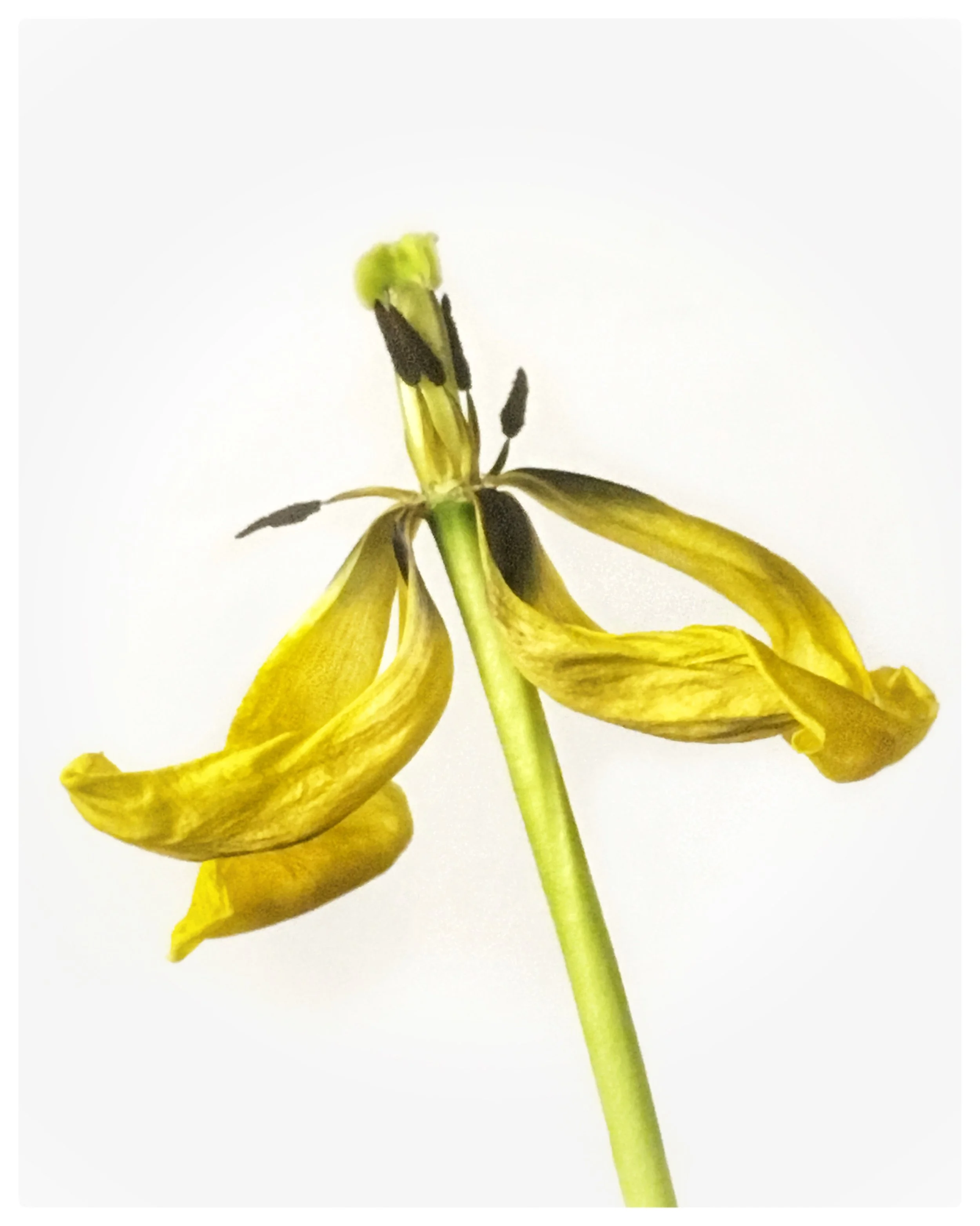 yellow tulip with dropped petals