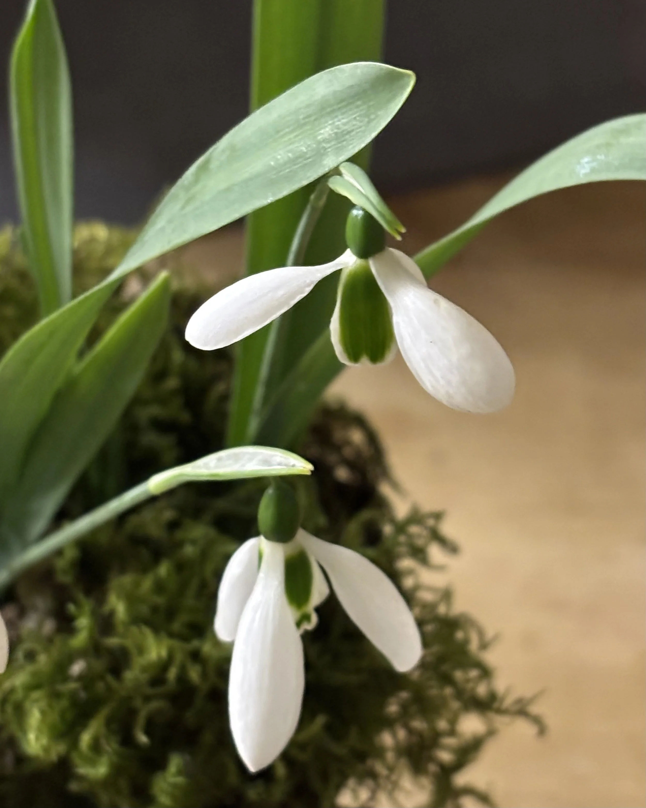 Snowdrop Art Day with Jackie Mills the Botanical Sketch Club