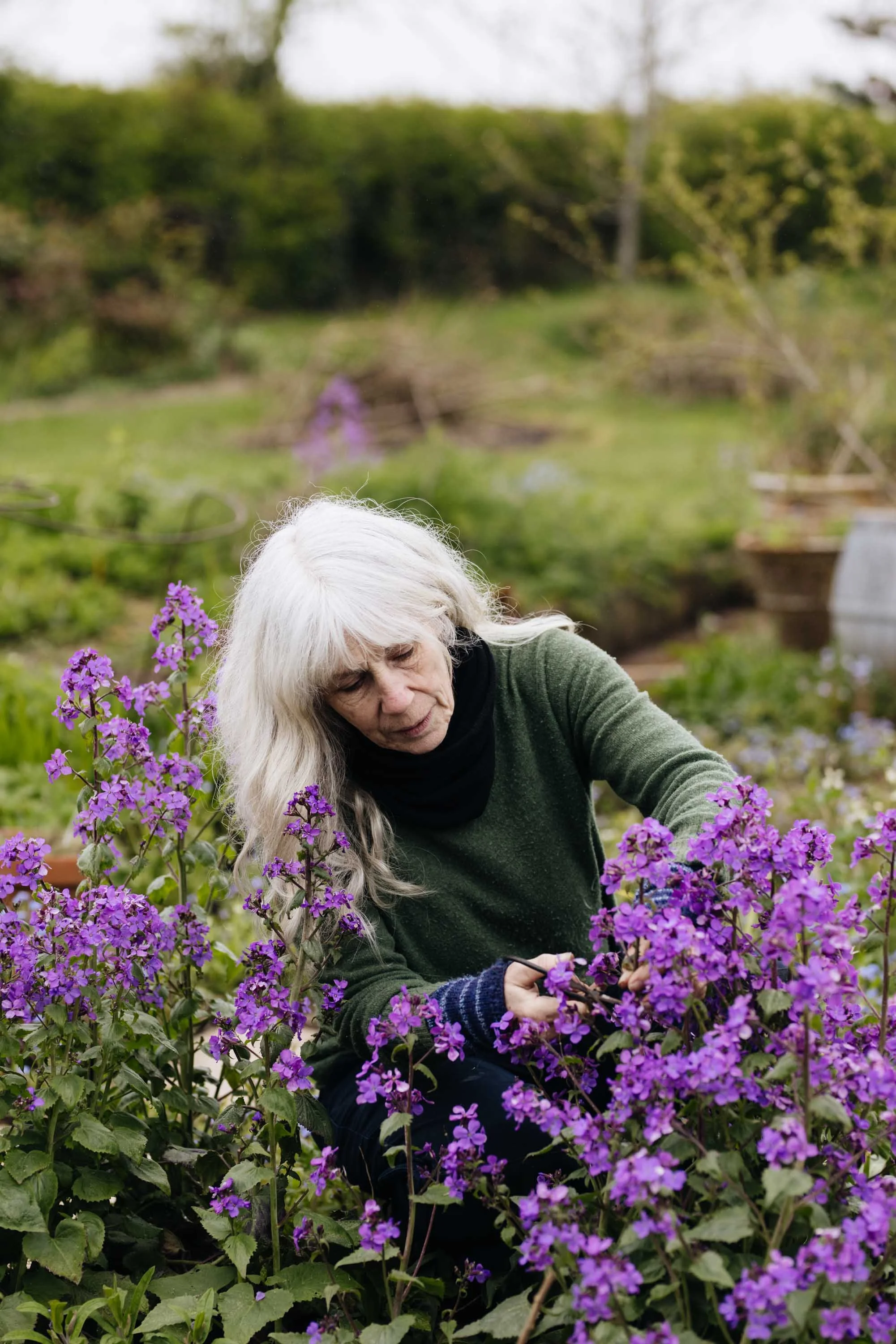 An elderly woman with long white hair is gardening among purple flowers in a garden.