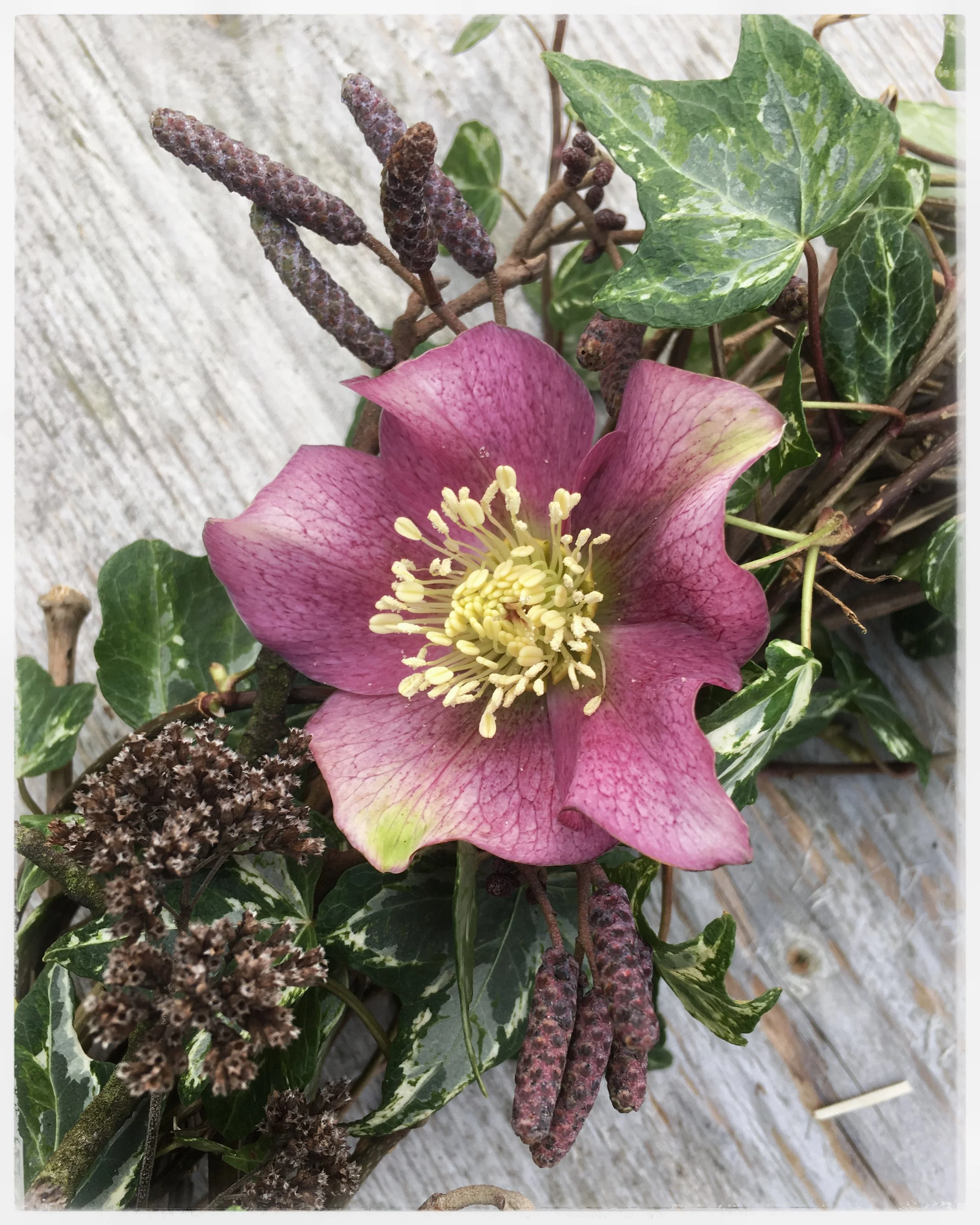 A pink and yellow flower surrounded by green ivy leaves and purple seed pods, on a wooden surface.