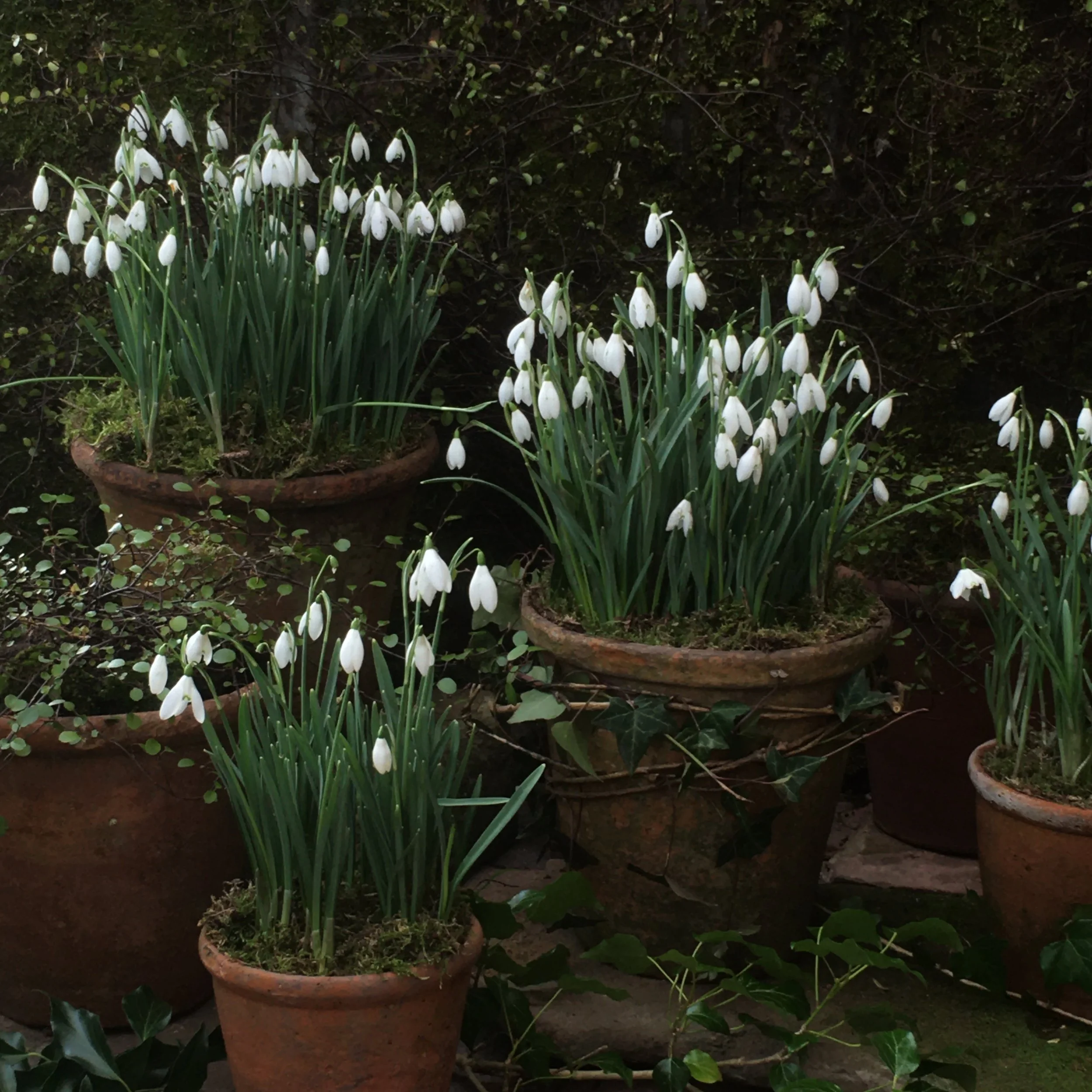 Potted snowdrop flowers in bloom in a garden setting.
