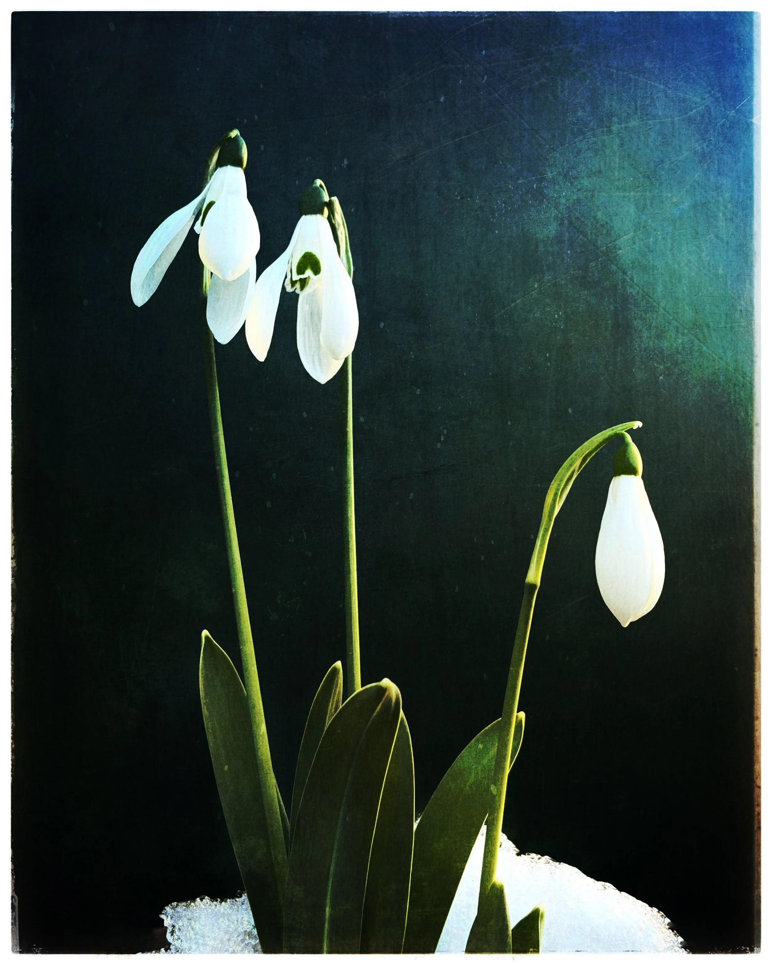 Snowdrop Art Day with Jackie Mills the Botanical Sketch Club