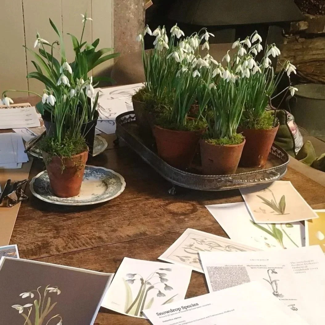 Potted snowdrop flowers on a wooden table, with botanical illustrations and notes about snowdrop species laid around them.