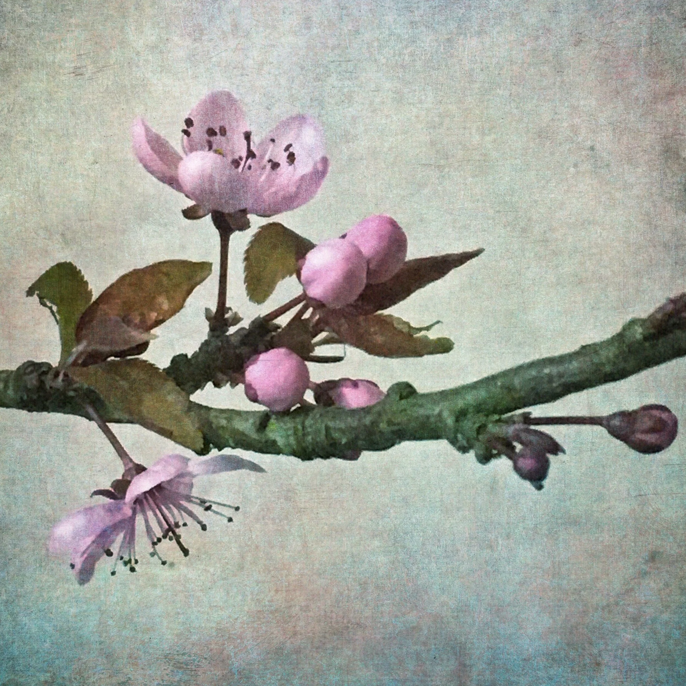 A branch with pink blossoms and flowers against a textured, muted background.
