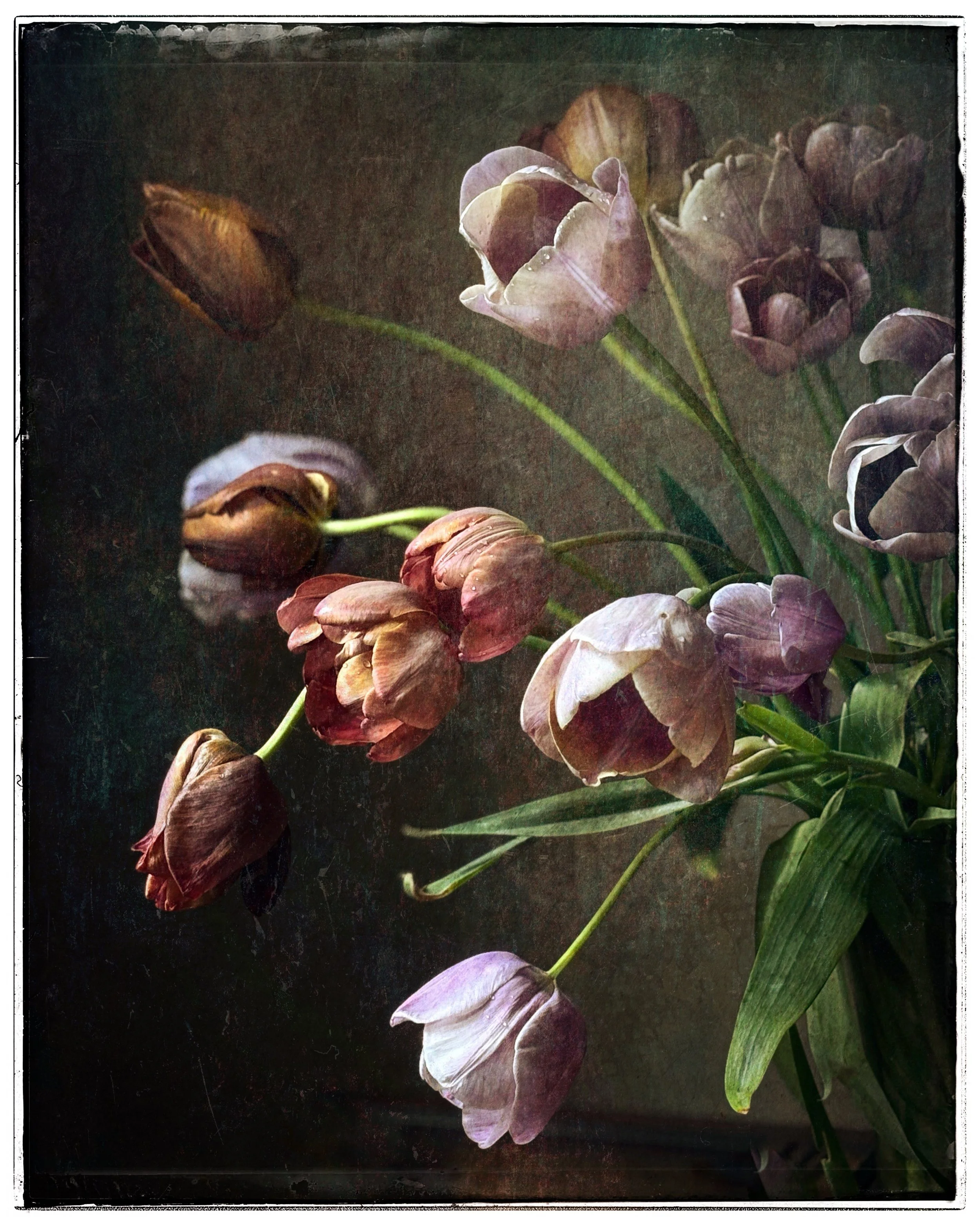 dropping tulips painted