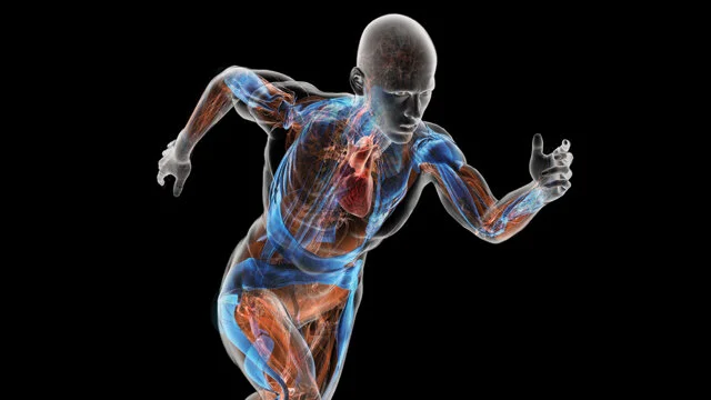 Anatomy and Physiology I (BIOL 205)