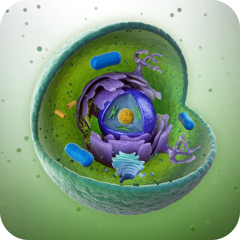 Cell Biology (BIOL 150)