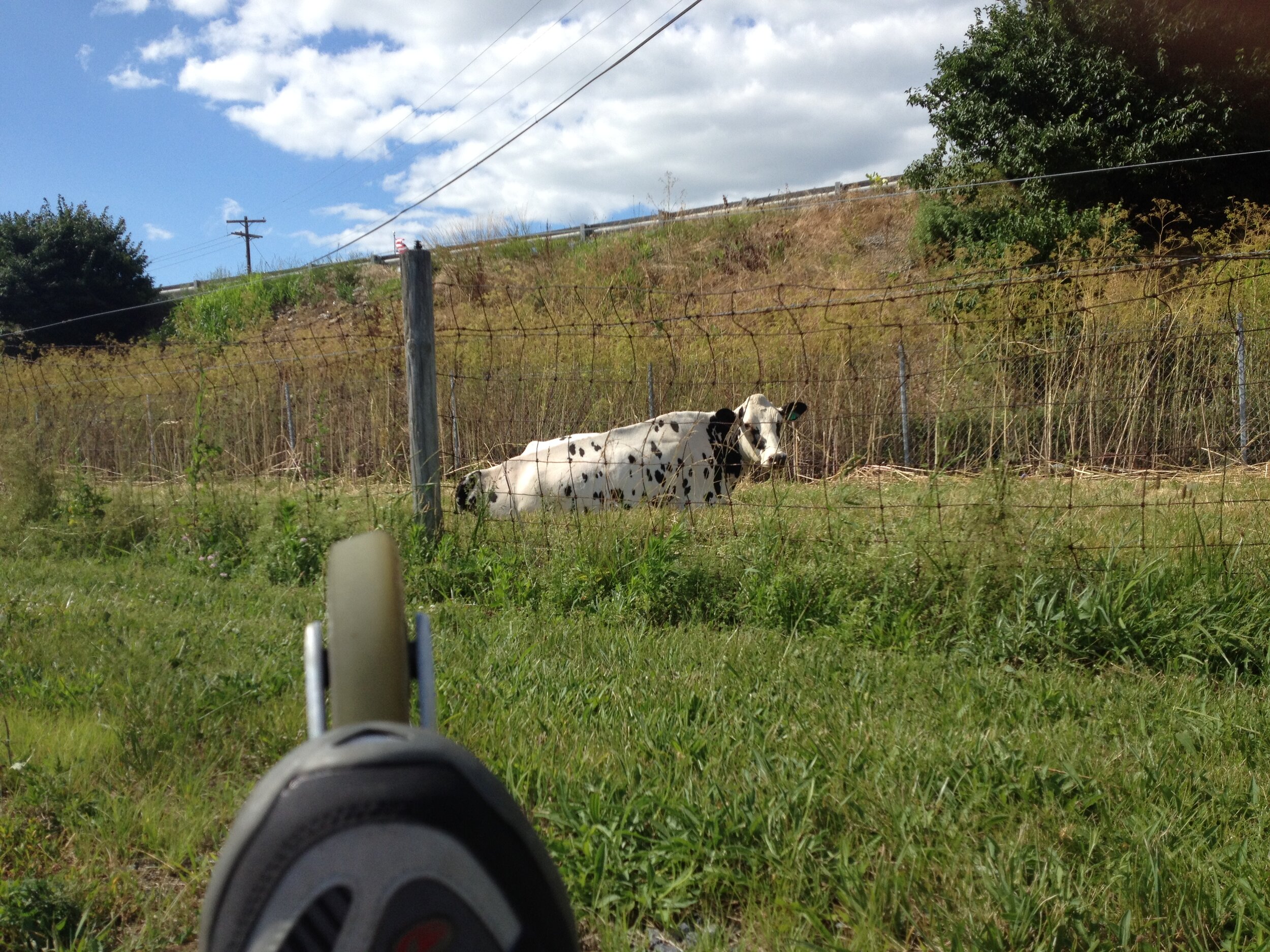 The Angels of Dairy Road