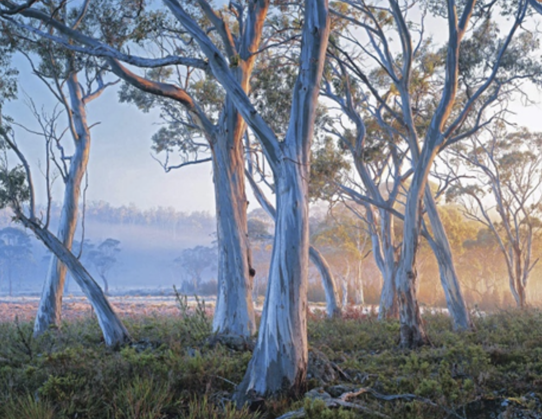 Talk - Weed Management & Snow Gum Rehabilitation Project