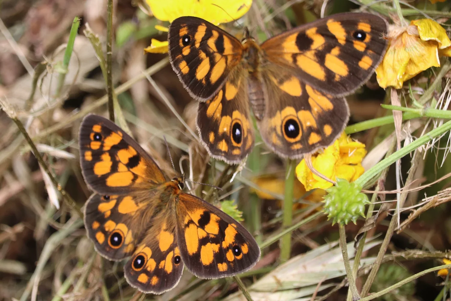 Bright Eyed Brown Butterfly Restoration Project - Planting Day