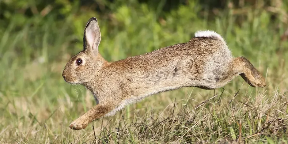 Community Led Rabbit Management Workshop