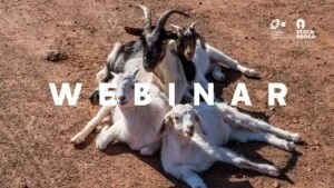 Choosing the Right Goat - Session2/2