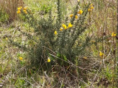Take Action - Gorse Control Demonstration 