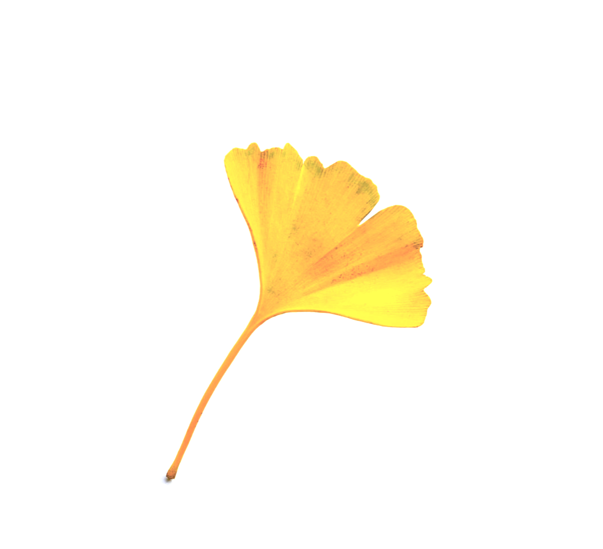 The Mediation of the Ginkgo
