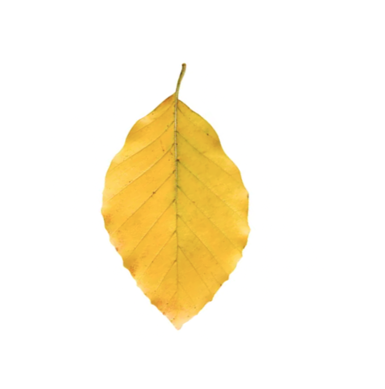 Leaf Tongue offering