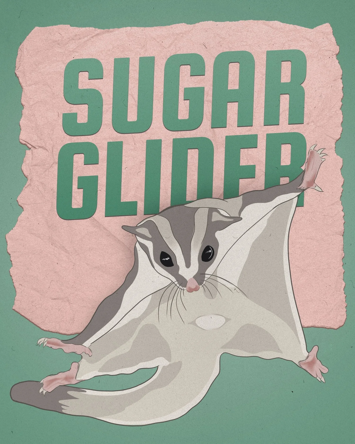 Sugar-Glider-Final.jpg
