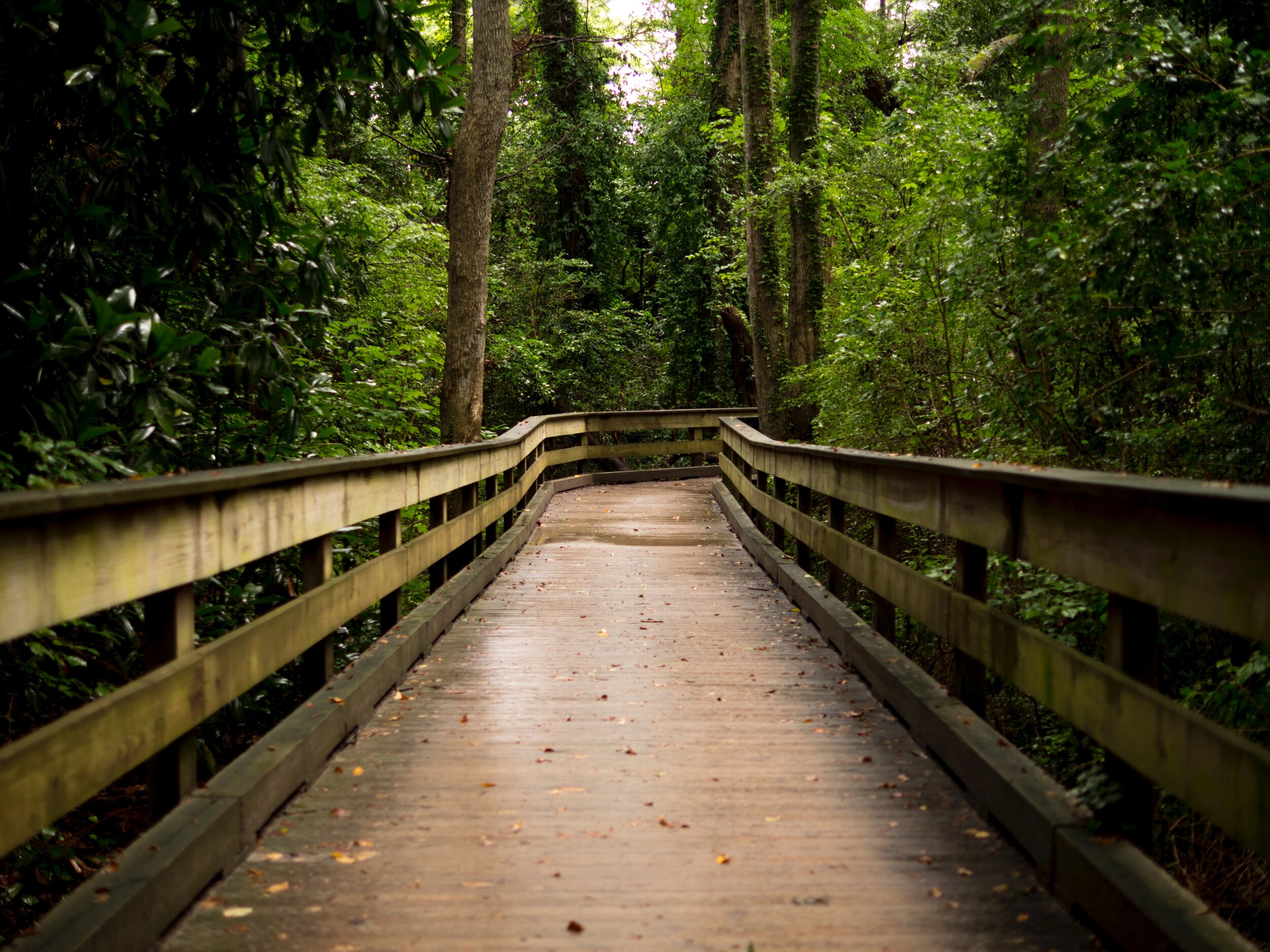 Bridge-Forest Image.jpg