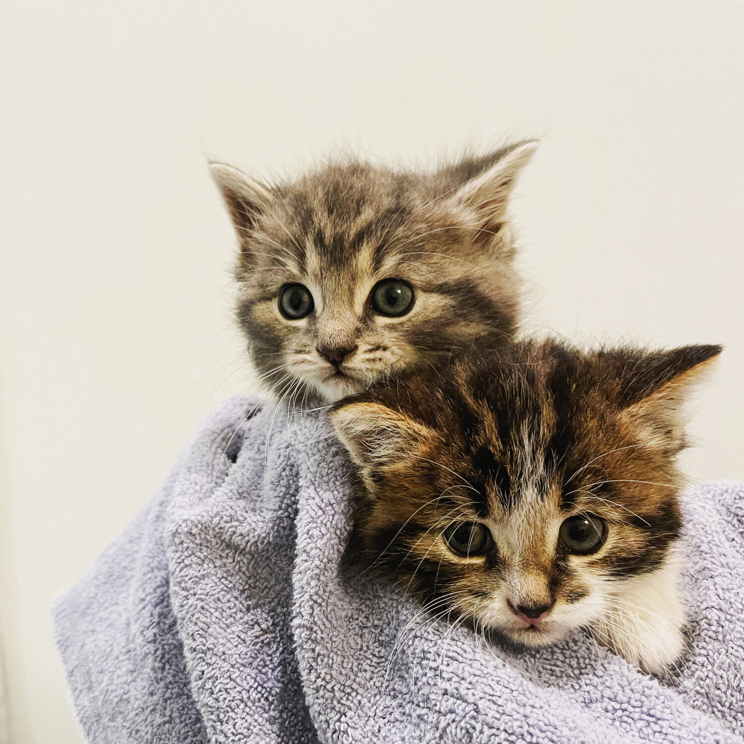 Donate Cats Cradle Kitten Rescue
