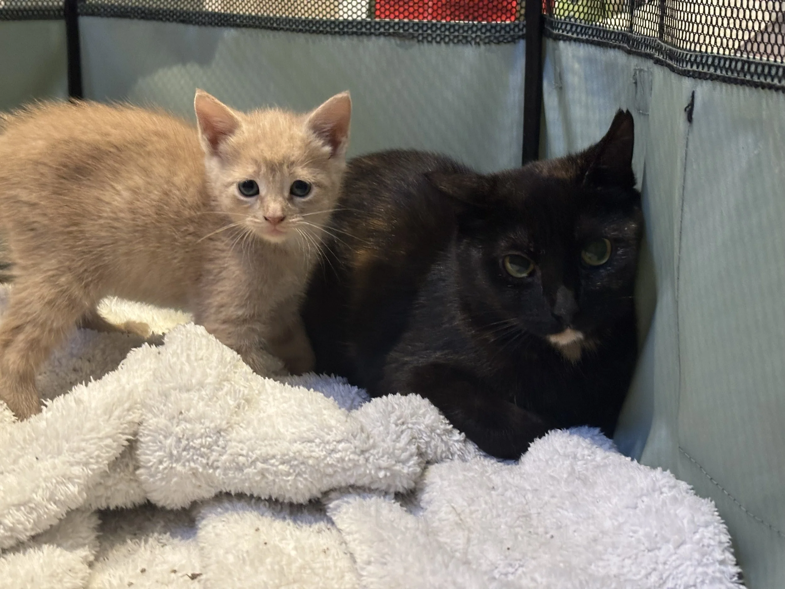 Mama April & July (M).jpeg