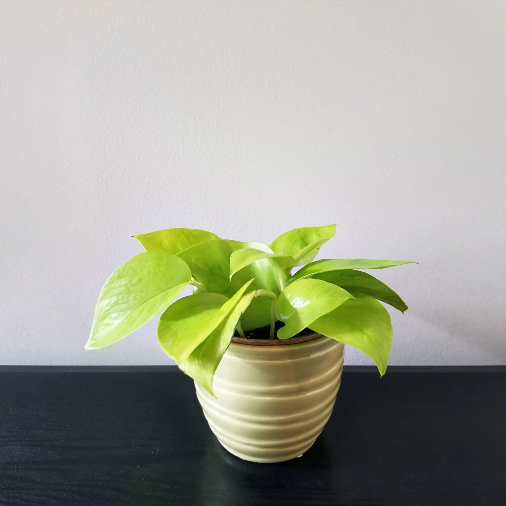 Jul 22/20: Pothos 003 after I put it in a temporary cachepot. It’s also really hard to capture the colour of this plant, but I think this photo does a pretty good job.