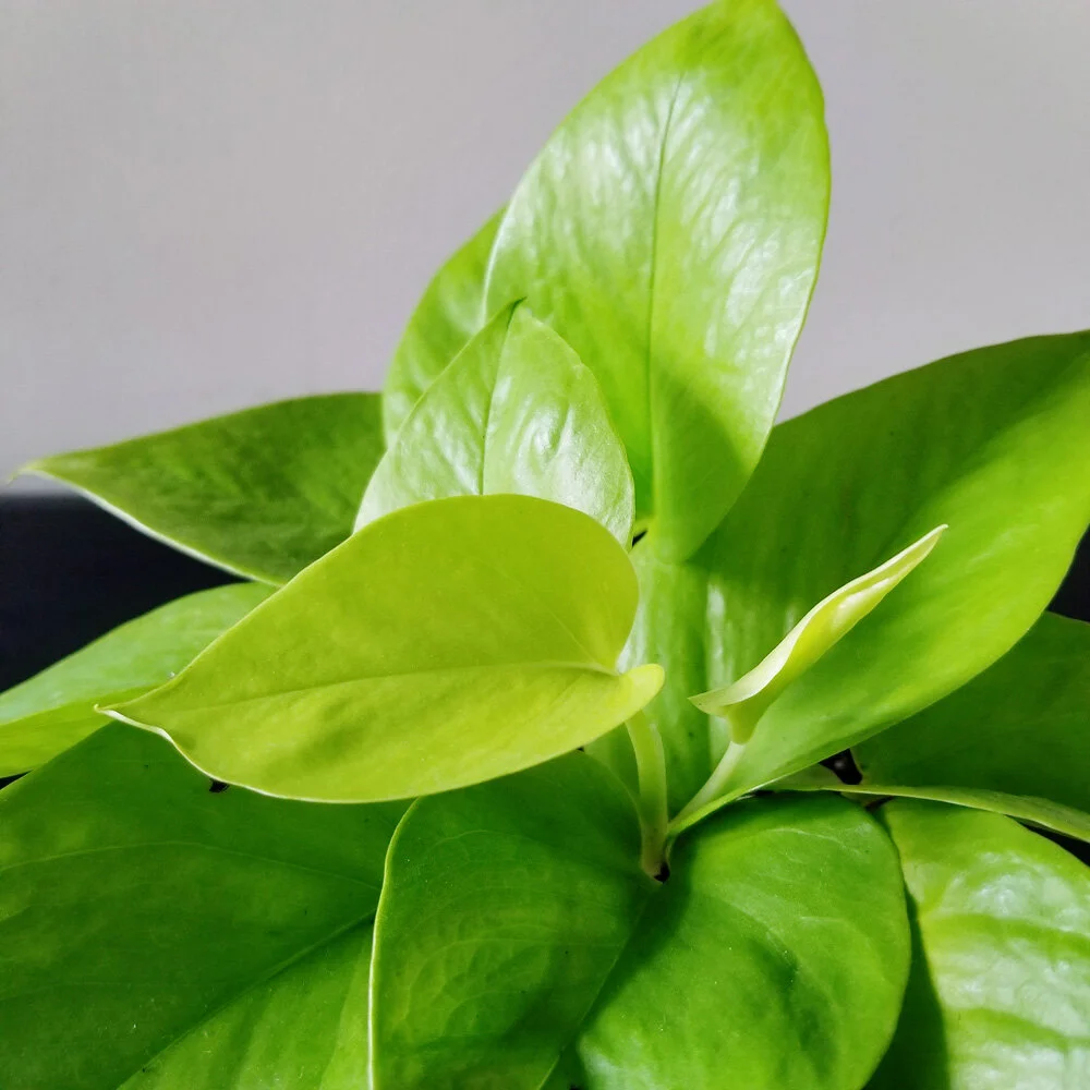Sep 20/20: A close-up of the two new leaves.