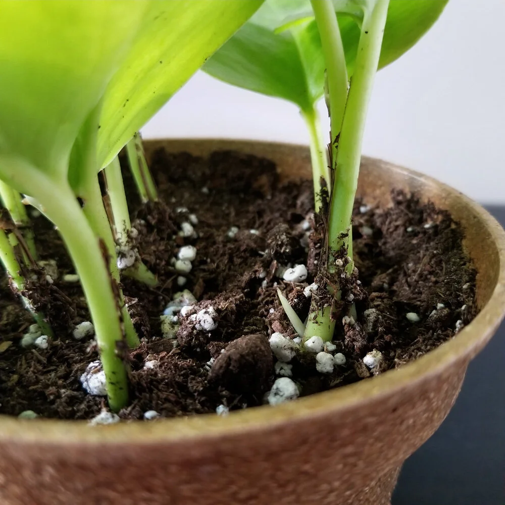 Sep 20/20: Besides the two new leaves that grew out of an existing leaf, there’s a point of new growth peeking out of the potting mix.