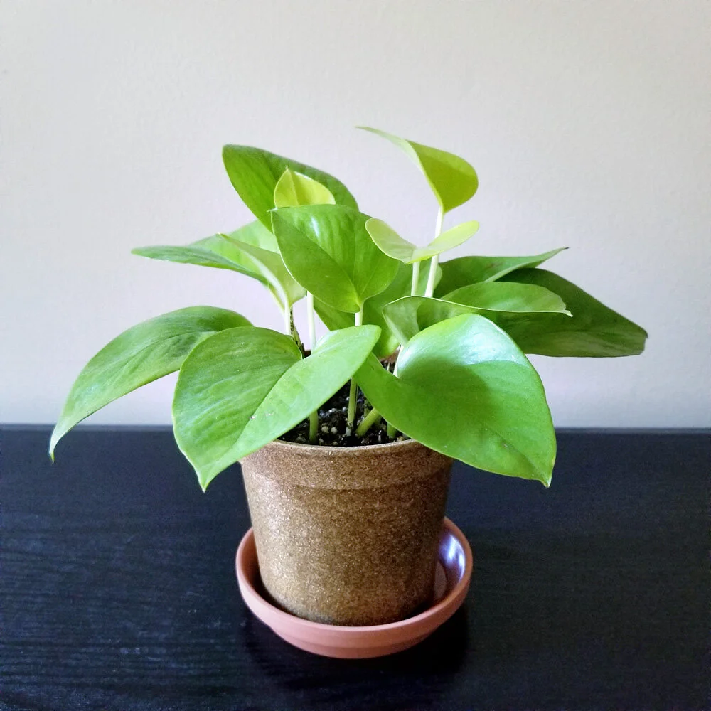 Nov 29/20: Pothos 003 is doing so well. I’m considering this propagation a success and I’ll be trying to propagate another couple of vines from the very fast growing Pothos 002.