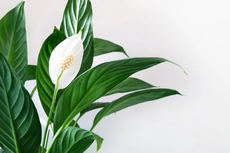 A milestone birthday