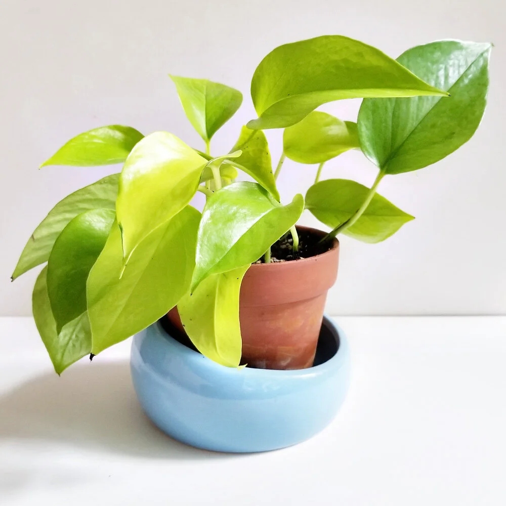 20210509_172904 Pothos 007.jpg