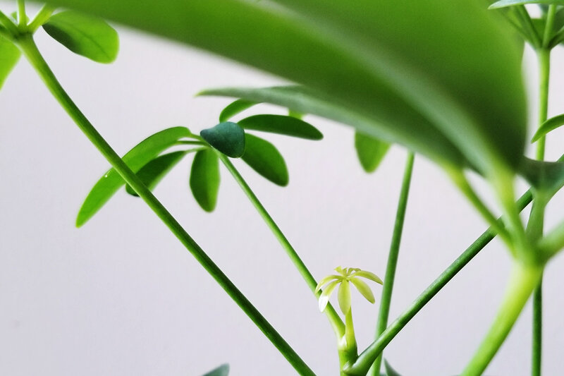 How to love your houseplants without killing them