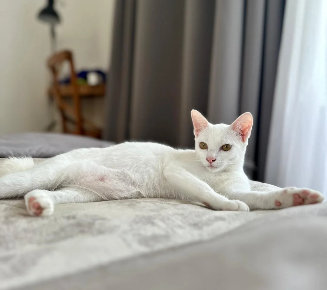 Georgette1.jpg