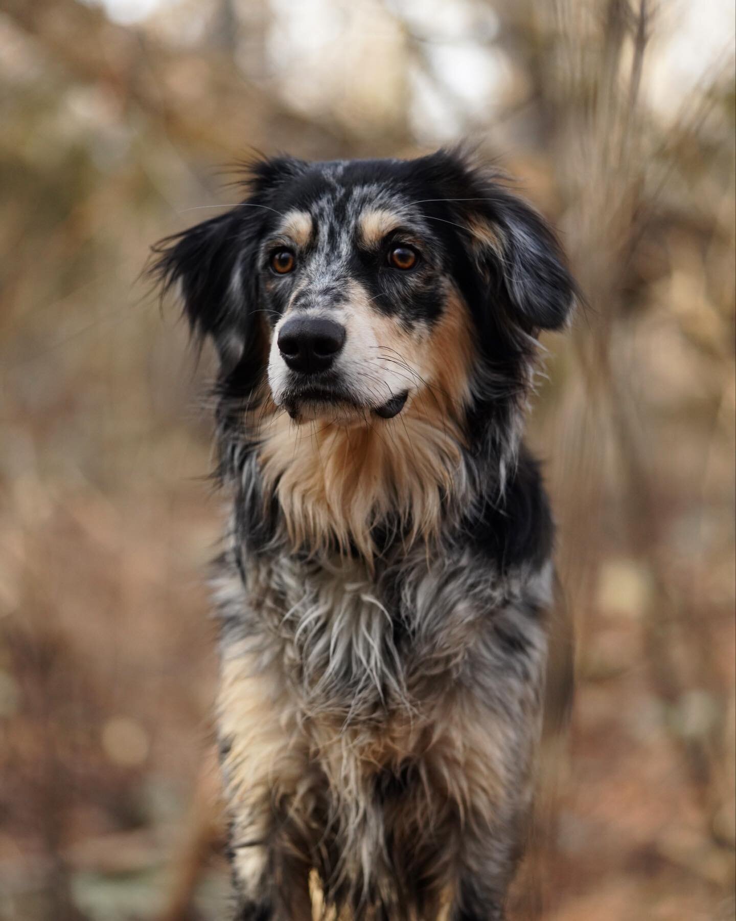 Happy first birthday to my beautiful adventure pup and all her brothers and sisters! Keep swiping for the cutest bb stormy video⚡️ 
.
#adventuredog #adventureswithdogs #dogsthathikearedogsilike