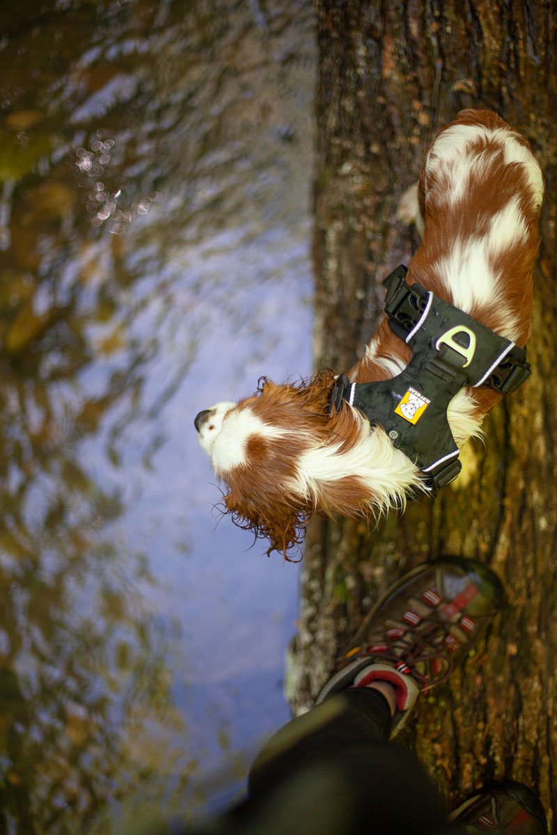 Log-Walkin-Moose-Feet.jpg