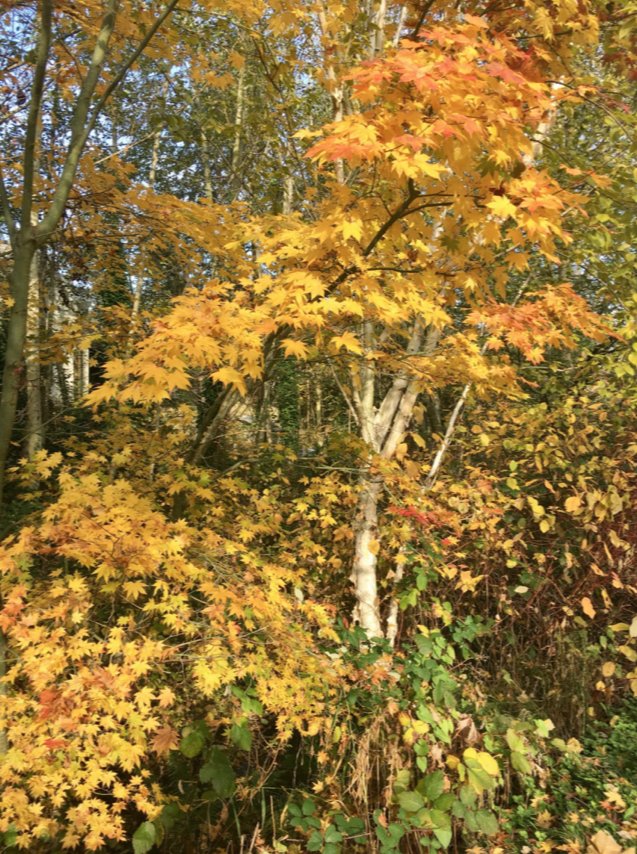 Autumn4.jpg