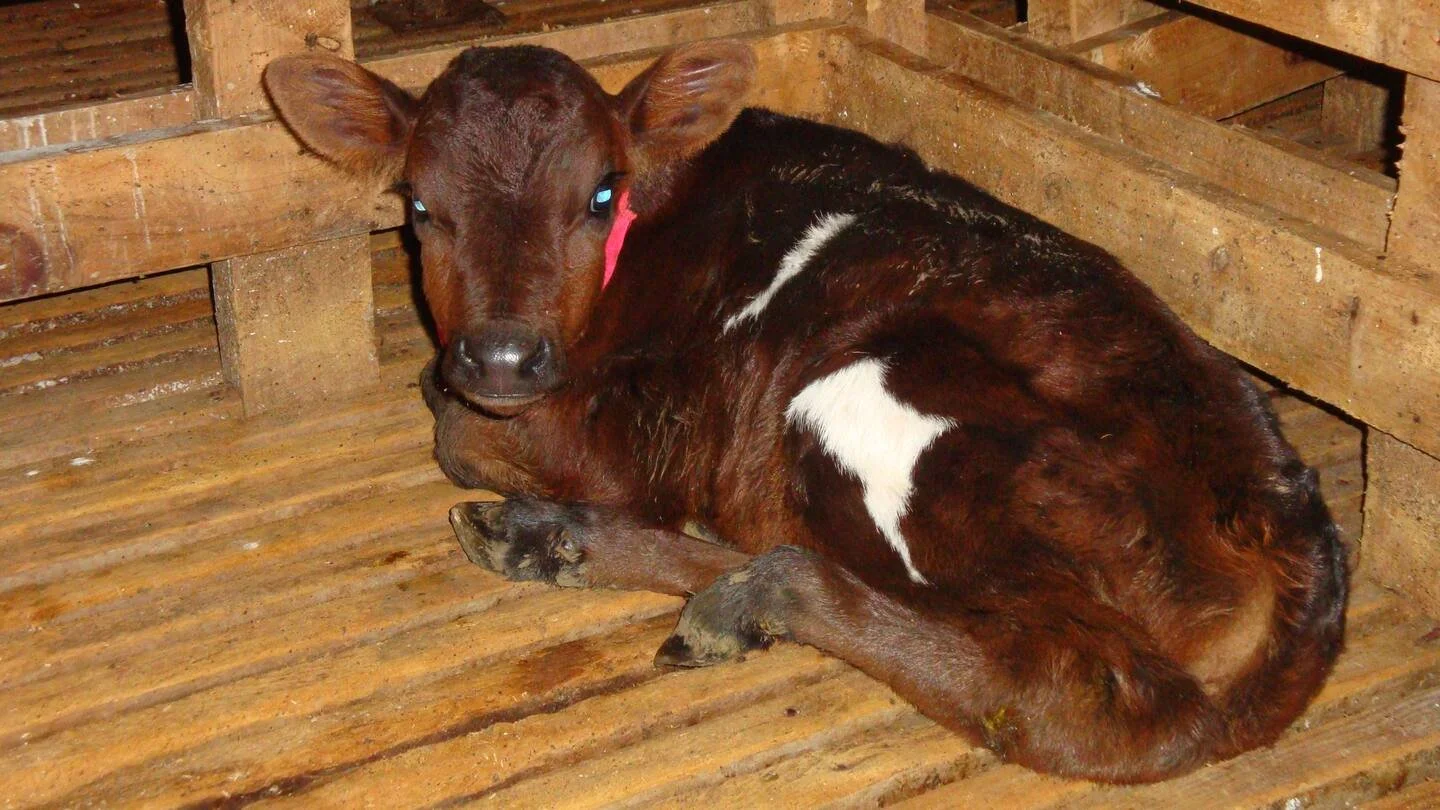 A Reminder on Bobby Calf Responsibilities!