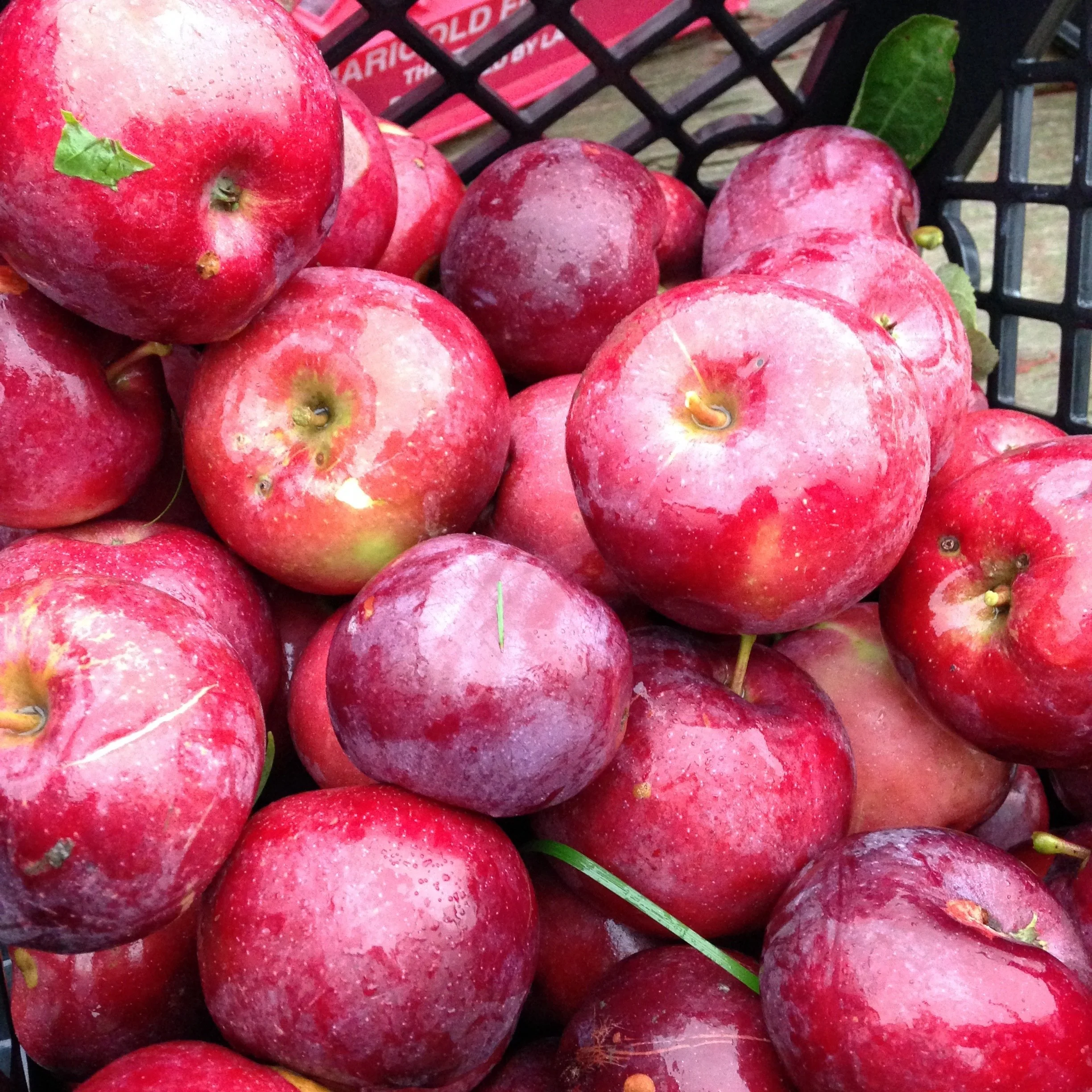 Sunday Dinner Club | Long Table Lasagna Dinners | November 22nd and 23rd