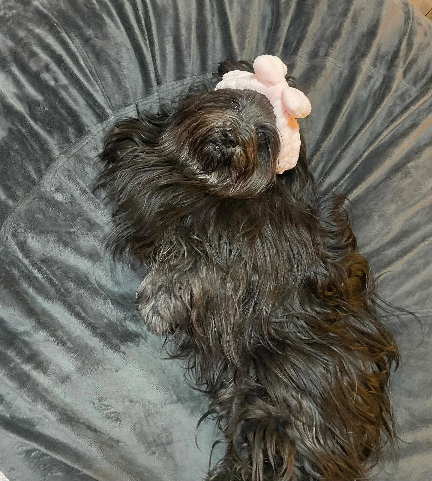 Everyone please pray for MisTricks 🙏 She seemed like she has been doing great since she finished her fourth week of chemo last week - doxorubicin, the most intense drug of the CHOPP protocol - and this week was her freebie week since the body needs 