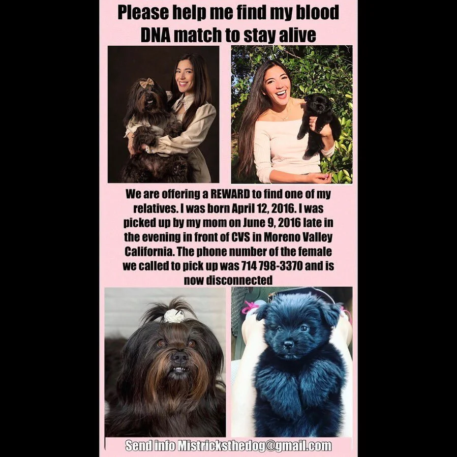 Please help find MisTricks&rsquo; blood DNA match!!! MisTricks&rsquo; lymphoma is currently being treated with chemo but unfortunately that is a 0% cure 😭 There is a 100% remission rate in dogs that are treated with chemo meaning that lymphoma is te