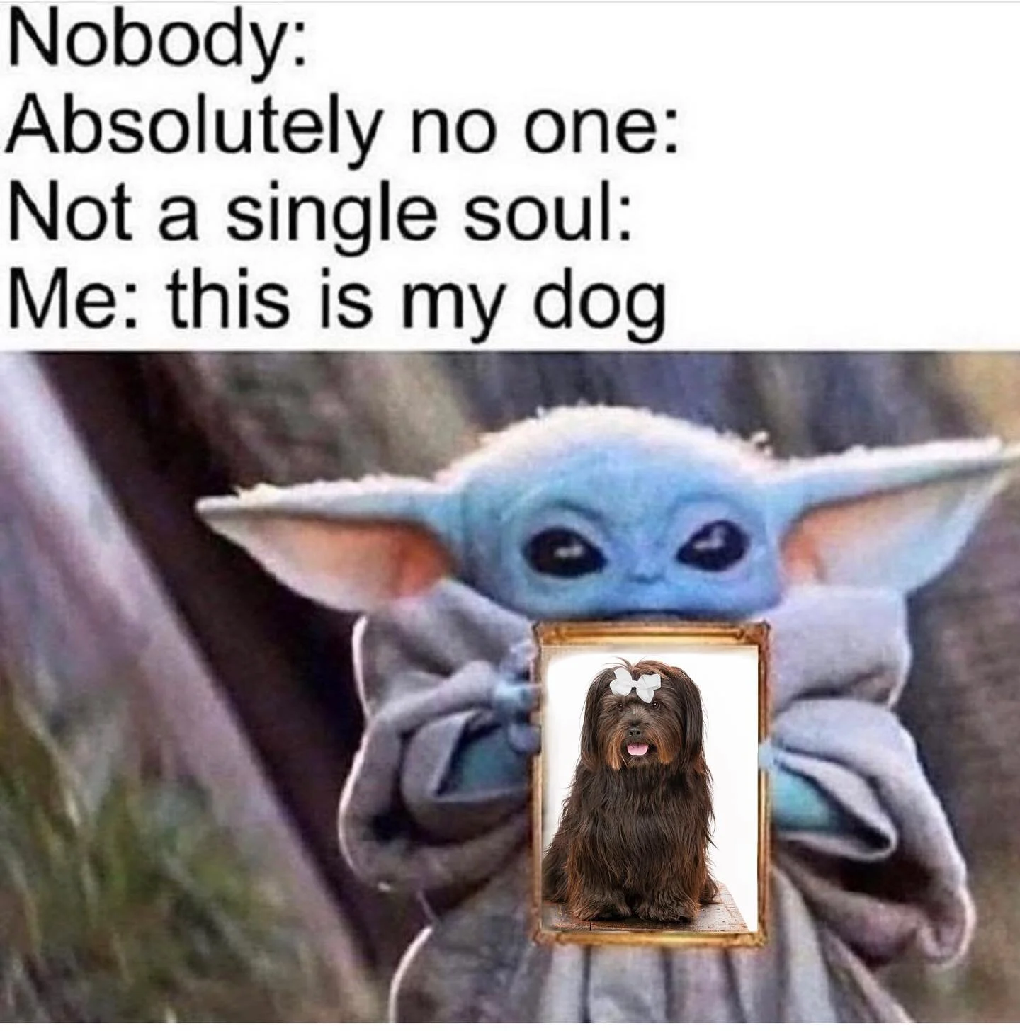 Favorite conversation topic = MisTricks✨ Never gets old 💖 

&bull;
&bull;
&bull;
&bull;
&bull;
&bull;
&bull;
&bull;
&bull;
&bull;
&bull;
&bull;
&bull;
&bull;
#dogmom #babyyodamemes #babyyoda #dogmemes #dogmeme #dogobsessed #ilovemydog #ilovemydogsom