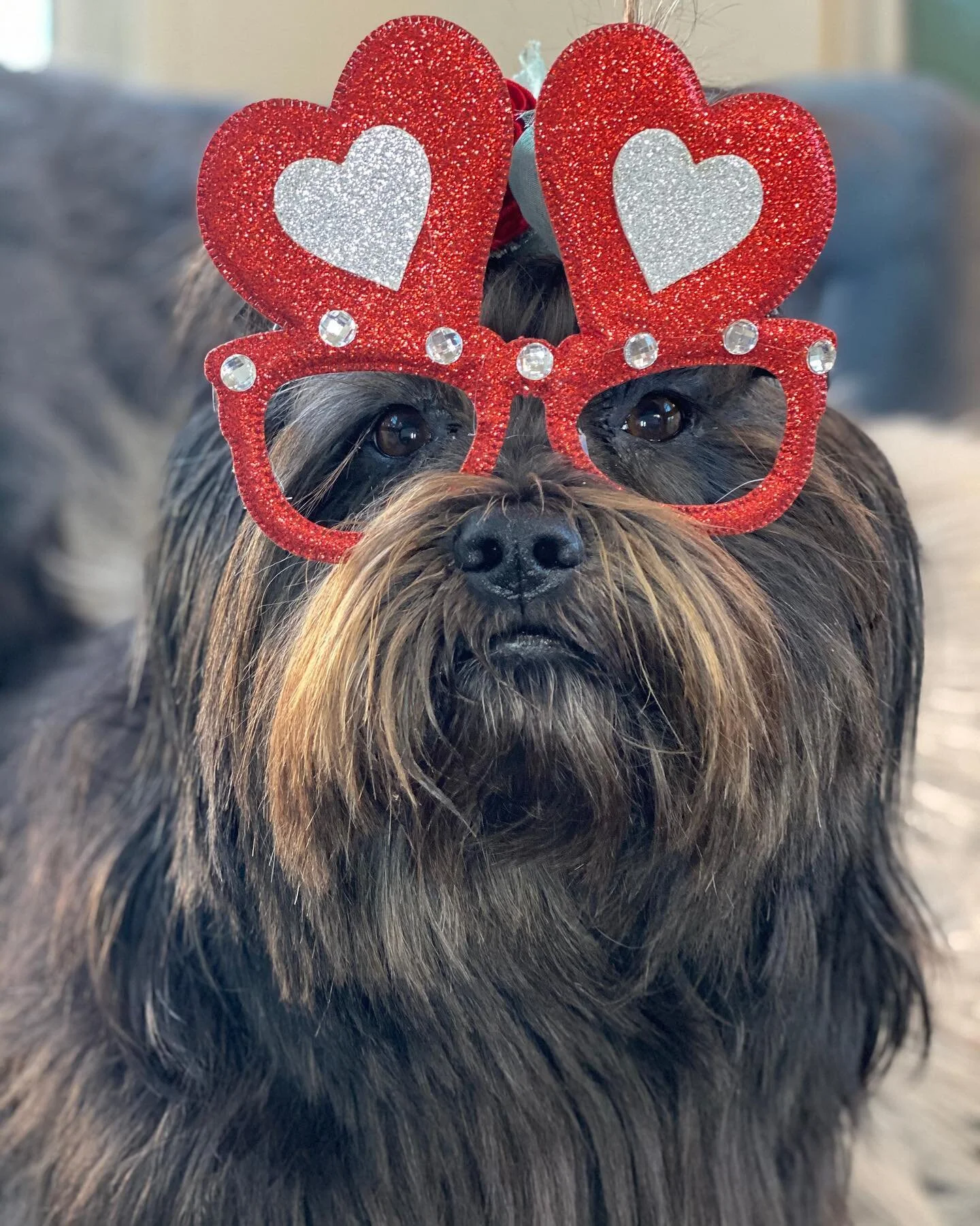 Furever Valentine ❤️ 

&bull;
&bull;
&bull;
&bull;
&bull;
&bull;
&bull;
#valentinesdog #heartglasses #dogsinsunglasses #dogglasses #muttsofinstagram #blackdog #dogmom #ilovemydog #mydogisfamily #heartglasses #blackdogsofinstagram #muttsofinstagram #r