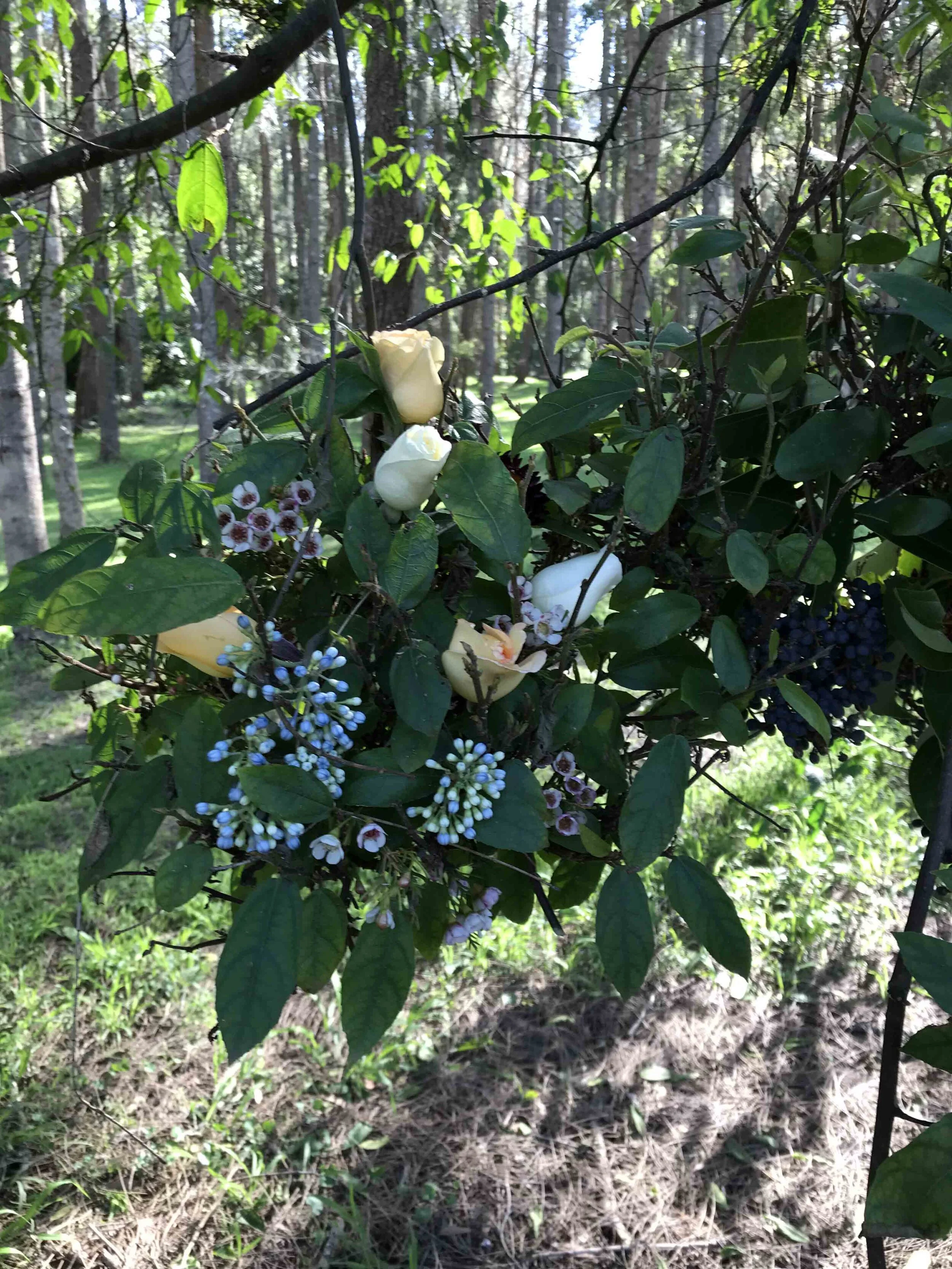 2018-06-26 12.23.45.jpg