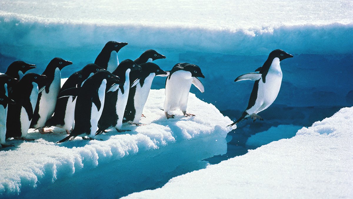 RPO NATURE SERIES PART IV: Animal Psychology | What Human Leaders can Learn from Animals RPO NATURE SERIES PART IV: Animal Psychology | What Human Leaders can Learn from Animals