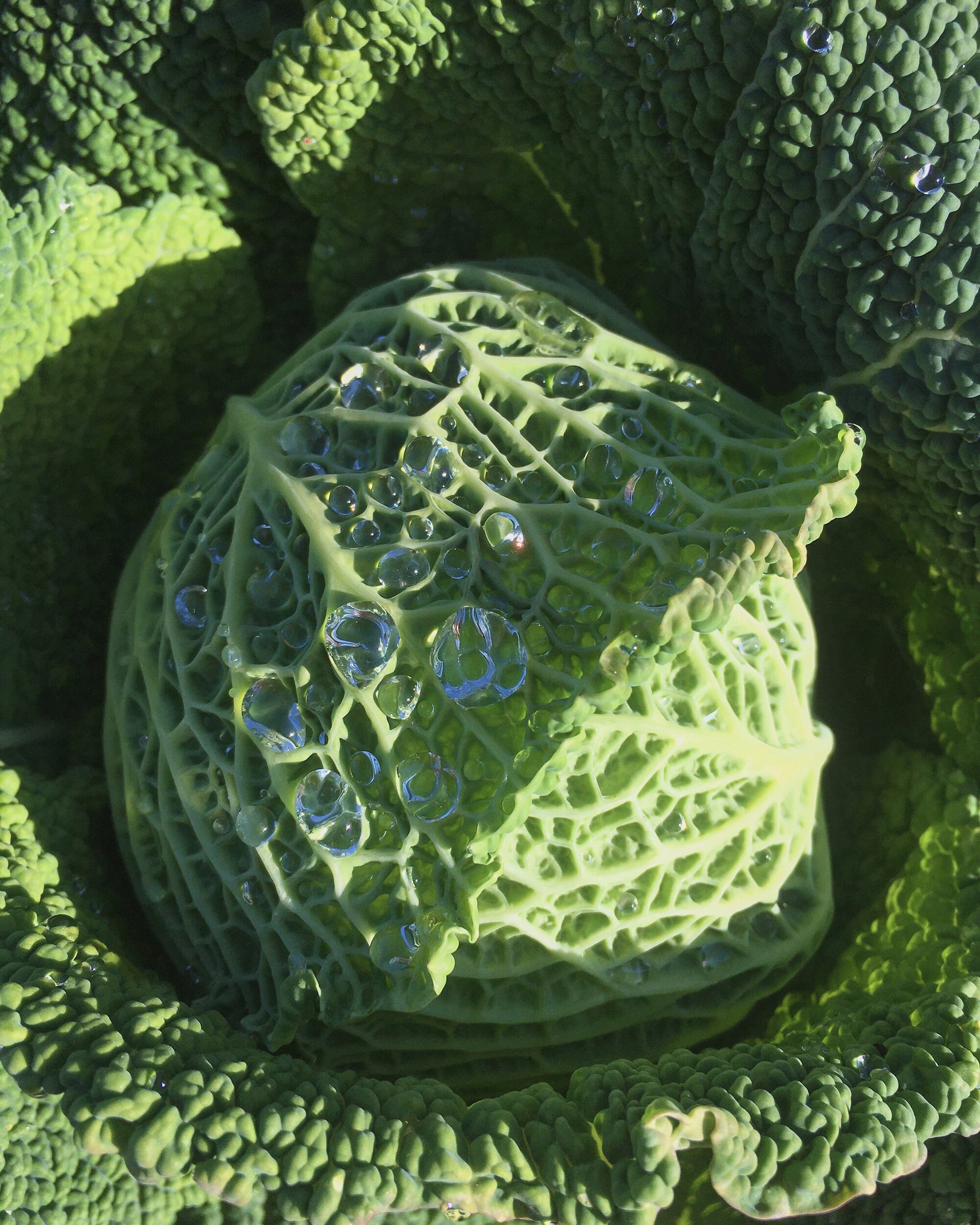 All about wonder compound sulforaphane, broccoli sprouts and cruciferous vegetables
