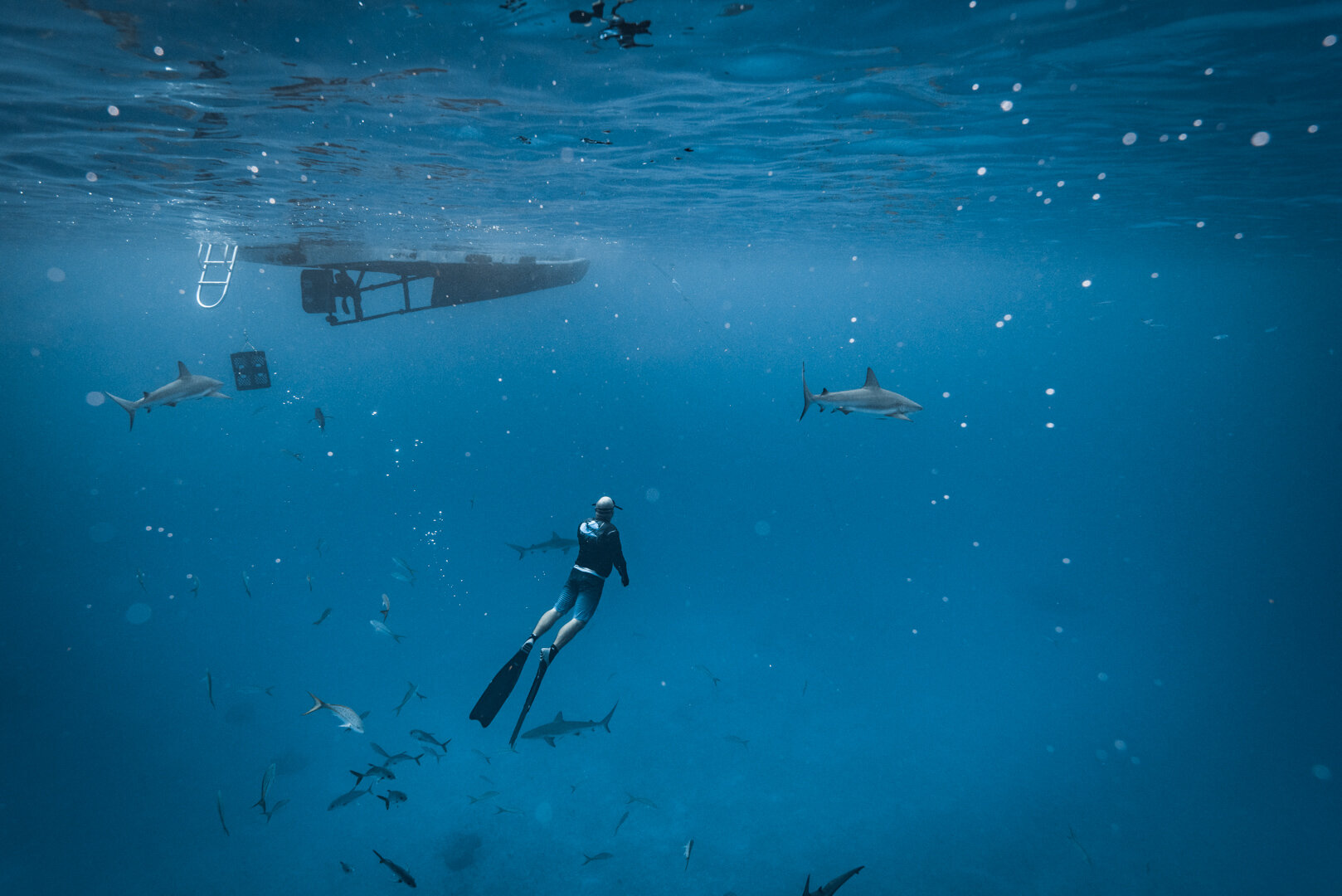 Swimming with sharks in Eleuthera, Bahamas — HANNAH PREWITT PHOTOGRAPHY