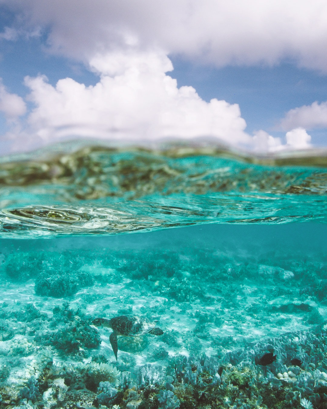 Tutorial: How to take perfect underwater split photos — HANNAH