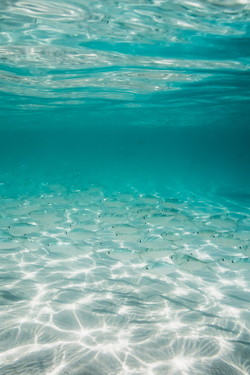 Tutorial: How to make your underwater photos really POP — HANNAH ...